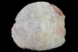 Fossil Tortoise (Stylemys) - Wyoming #169214-1